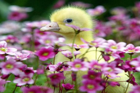 çiçeklerden civ civ gözükmüyor