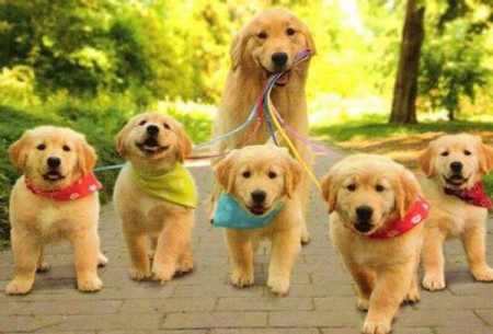 sanırım tasmayı yanlış kişi tutuyor